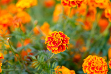 Marigold flowers in the meadow in the sunlight