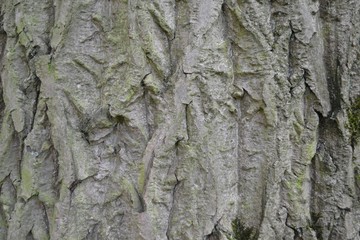 Closeup photograph of the bark of a walnut tree.