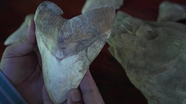 002 Fosil Diente Megalodon