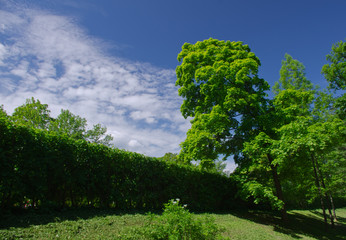 A beautiful view of the bright blue sky with clouds, and the succulent greens of the tree and shrub.