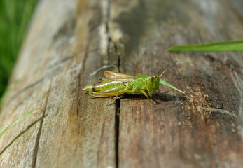Green grasshopper on an old log close-up side view