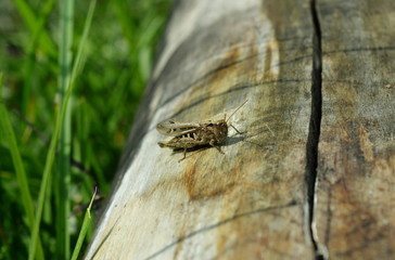 A brown grasshopper sits on old wood
