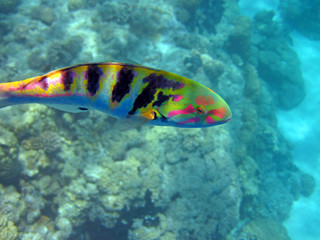 Fototapeta na wymiar 6 banded wrasse while snorkeling Rangiroa French Polynesia