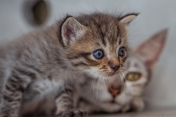 Beautiful gray mom cat with kitten indoors over gray wall background