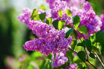 Blossoming lilac flowers in the garden. Selective focus.