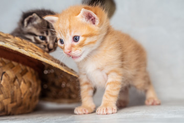 Small adorable ginger kitten with blue eyes and other gray in background sitting indoors over grey wall background