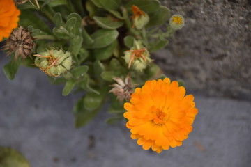 Flor naranja