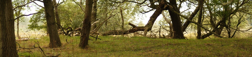 Wald Boden Baum Stamm