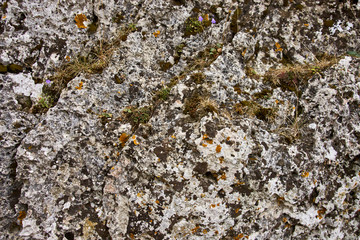 texture of stone. texture of the rock