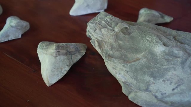 004 Fosil Diente Megalodon