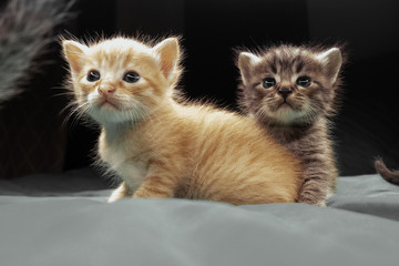 Small adorable kittens on the bed. Cute pets indoors