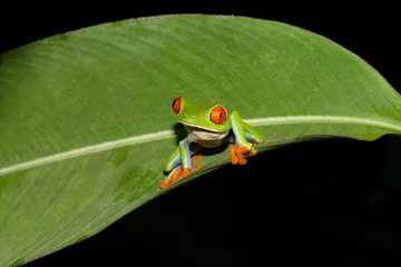 Fototapeten Red eyed tree frog in Costa Rica © NadineOtt
