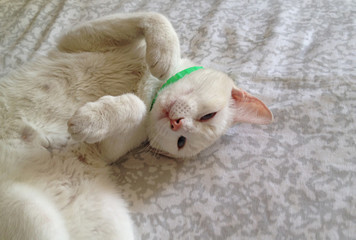 Fototapeta na wymiar White cat sleeping