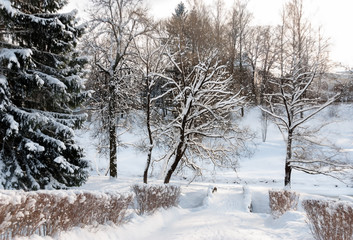 Trees in the park or the woods in winter snow