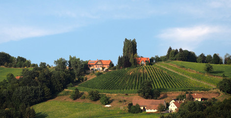 Traditional vinyard in lower Styria, Austria