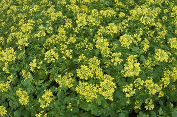 field of canola