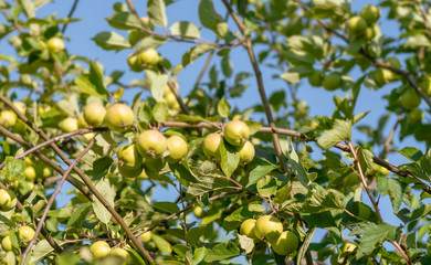 Branch of a tree bent under the weight of the fruit.