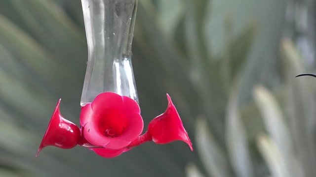 Mangeoire pour colibris