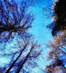 Hand drawing watercolor art on canvas. Artistic big print. Original modern painting. Acrylic dry brush background. Painting for sale. Beautiful autumn landscape. Trees without leaves. Blue bright sky