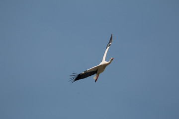 Obraz premium Stroch im Flug