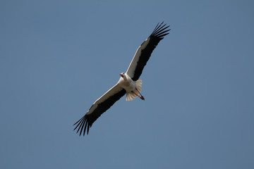 Obraz premium Storch Adebar