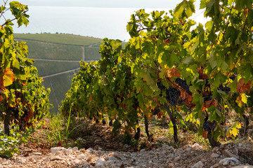 Vineyard on the mountain. Wine making industry