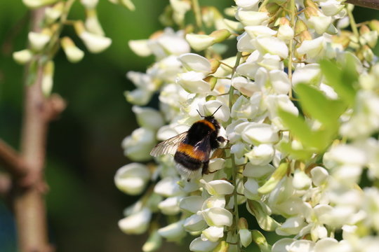 Hummel sammelt Nektar