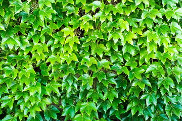 Nature background flat lay of green leaves, background