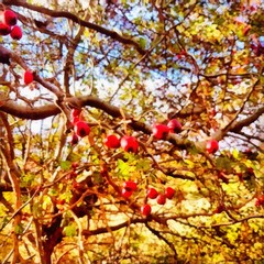 Hand drawing watercolor art on canvas. Artistic big print. Original modern painting. Acrylic dry brush background. Painting for sale. Beautiful autumn landscape. Autumn yellow tree with red berry