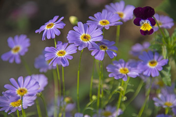 Fototapeta premium FLOWERS - violet camomiles
