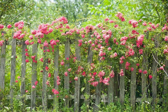 Flower of pink roses twined around the fence.