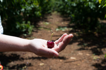 Self picking cherries at Odem in Golan Heights
