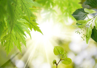 image of leaves on the trees in the garden