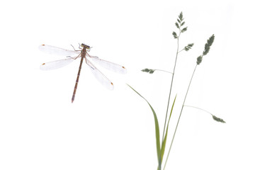 libellule tige herbe graminé nature insecte aile clair léger