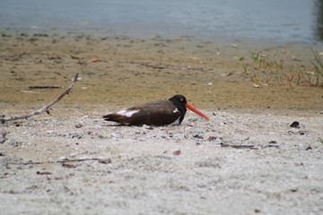 American Oystercatcher