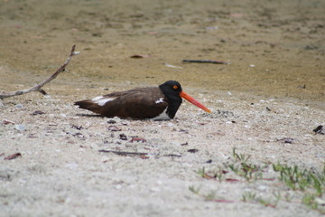 American Oystercatcher