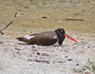 American Oystercatcher