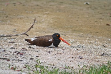 American Oystercatcher