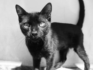 Black Cat under Sun
