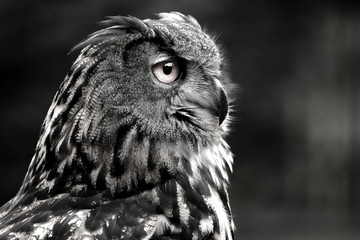 Black and white portrait owl