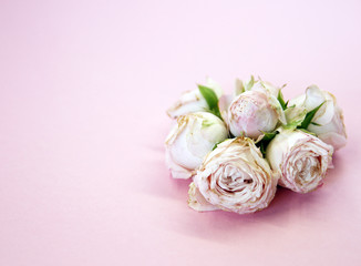 bouquet of small pink roses on a pink background