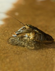 Austropotamobius torrentium is a kind of shellfish, one of the two original Czech crayfish.