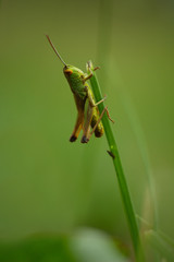 grasshopper on green grass