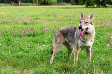 Dog Standing in the Grass