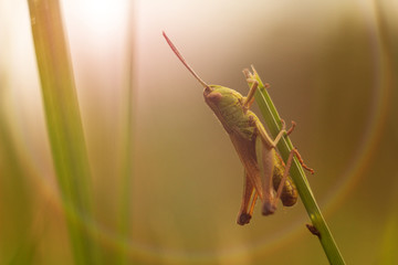 Grashopper on sunset