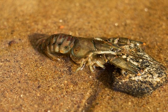 Austropotamobius torrentium is a kind of shellfish, one of the two original Czech crayfish.
