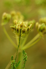 closeup of a plant