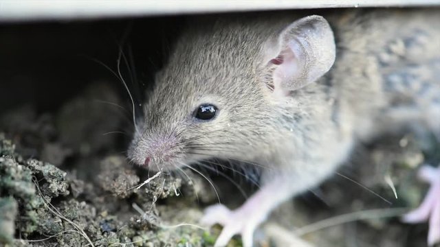 Wild mouse up close in the garden