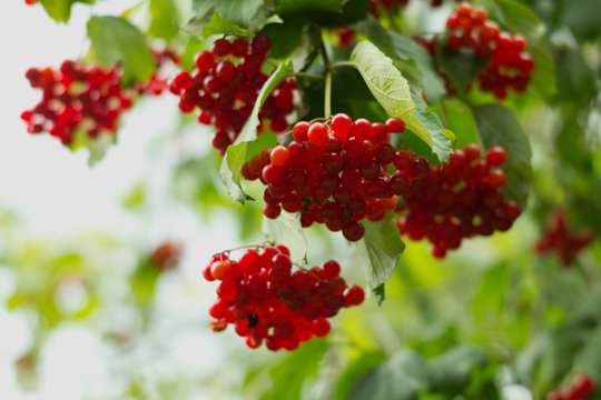 Hawthorns - Crataegus are among medicinal plants containing Flavonoids, otherwise called bioflavonoids or vitamin P.