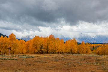 Fototapeta premium Scenic Autumn Landscape in the Tetons